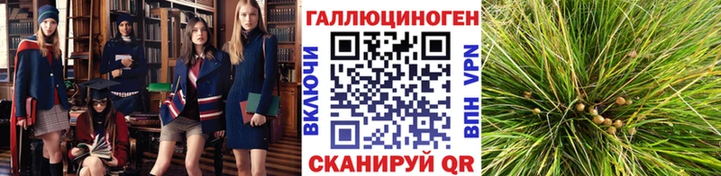 где найти наркотики  omg tor  Галлюциногенные грибы Psilocybe  Вяземский 
